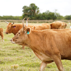 Pasture raised, regenerative beef.